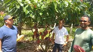 Visita de Produtor (Piana) de Café do Espírito Santo ao Cacauicultor em Ituberá-BA