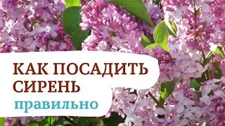 Сажаем сирень правильно