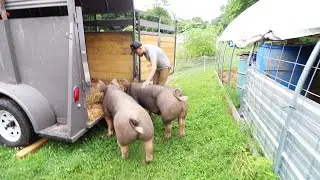 Will we GET PIGS again? (First time Pig Owners Raise Bacon) VLOG