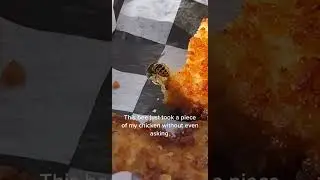 Not A Polite Bee TikTok boytroy1992