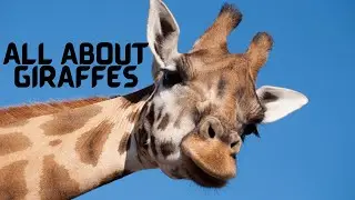 All About Giraffes