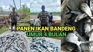 Panen Ikan Bandeng Umur 4 Bulan