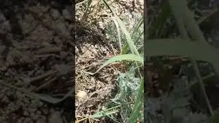В Баянаульском нацпарке собирают каракуртов