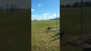 Кенгуру скакал себе спокойно, не ожидая такого поворота.