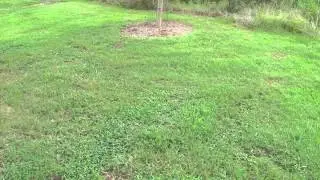 Scoliid Swarm