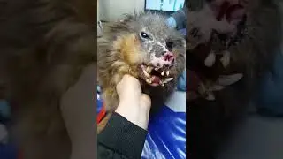 Фенечка в больнице сдаёт анализы  