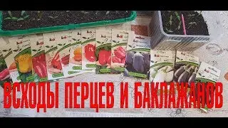 СМОТРЕТЬ ВСЕМ! ВСХОДЫ ПЕРЦА И БАКЛАЖАНОВ