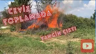 Acemiler İş Başında: İlk Ceviz Toplama Deneyimimiz