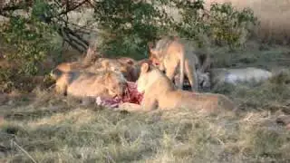Lioness Kill (Note Sleeping Lion in the back)