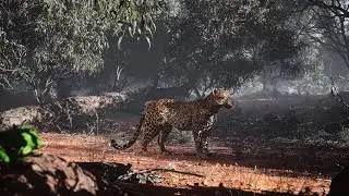 Leopard Animation Made by Unreal Engine