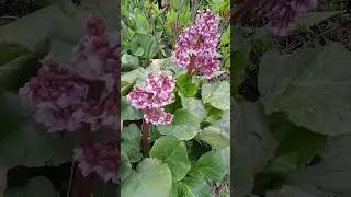 Какое прозвище имеет цветок Бергения Бадан