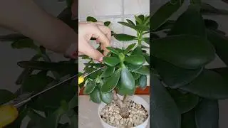 ДЕНЕЖНОЕ ДЕРЕВО. Обрезай правильно! 