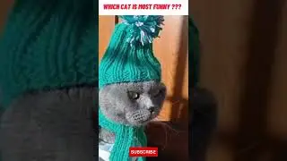Best funny cats compilation