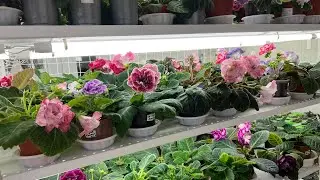 Цветение Глоксиний