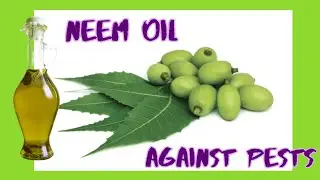 🦟Get rid of THRIPS naturally with 🌱NEEM oil🌱