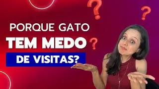 Por que gato tem medo de visitas?