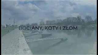Bociany, koty i złom