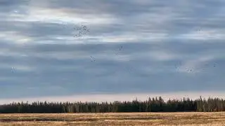 Сааскы кус (архив)