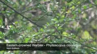 Eastern-crowned Warbler - Phylloscopus coronatus