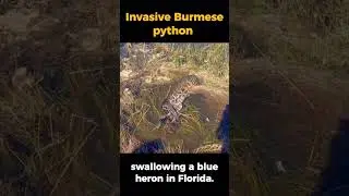Python swallowing a blue heron in Florida. 