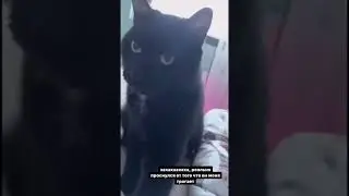 #рекомендации #кот