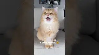 🥹🥹 #kitty #cutecat #catlover #catty #cutepet #cute #pets #kittty #love #cat #kitten