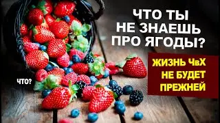 Какие есть Ягоды? ЧвХ против Варенья!