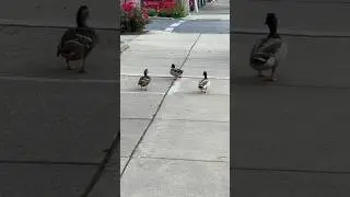 Ducks on a walk 🦆