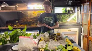 Channel Updates, Life Updates, & Rambling About Plants | DIY Reptiles