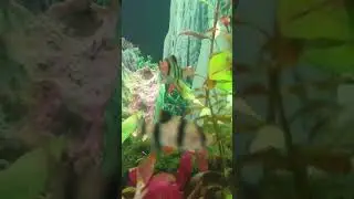 #minipool