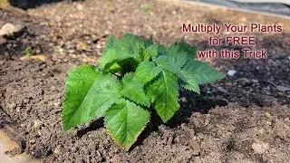 Multiply Your Plants: Stem and Tip Rooting Blackberry Plants