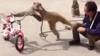 Грозная обезьяна!