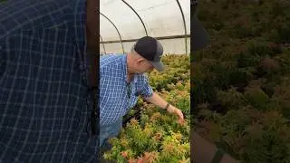 Dad checking out the Mikawa yatsubusa seedlings at Buchholz Nursery MrMaple.com Japanese Maples!