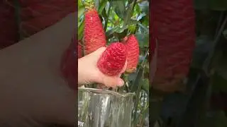 Shampoo is Made From This Flower  | Wait For End 😱 || #shorts