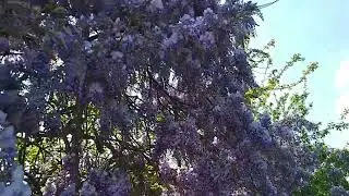 Mor Salkım Ağacı (Wisteria ) Çiçek Açtı.