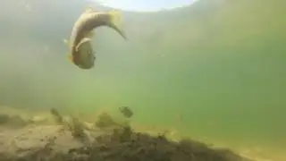 Kiesteich Short   HD 1080p