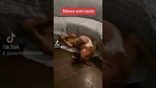 Дитинку вигнали з дивану.