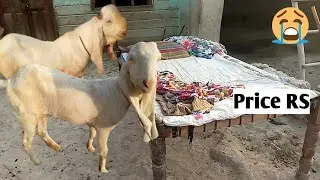 🐐 Goat in Pakistan village||پاکستان میں ایسی بکریوں کی کیا قیمت ہے