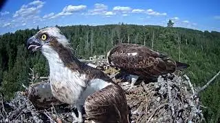 Alien pair of osprey (F13/7 and M13/7) on the nest of Iiris and M1. 15/07/2024.