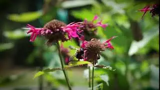 Test Slider Shot Bee