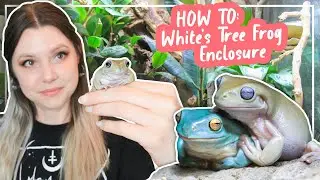 How To Set Up A White's Tree Frog Enclosure
