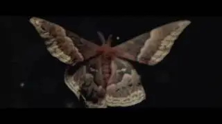 Les Deux Love Orchestra - The Moth & The Fire (Unofficial Video)
