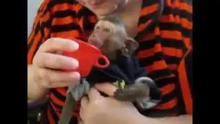Смешная обезьяна пьет из кружки