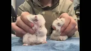 The fat and thin combination is officially launched! #LittleHamster #HamsterBabyDailyLife #MeHams...