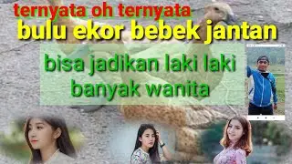 KHASIAT BULU EKOR BEBEK JANTAN