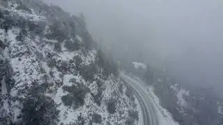 Snow Forest
