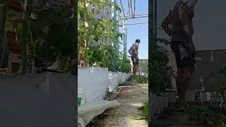 Pruning Tomatoes, to get more airflow between plants, protect from fungal & bacterial infections
