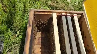 Bedava Arı Sahibi Nasıl Olurum