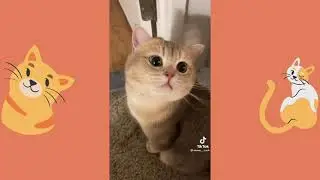 Best Cat Meme Compilation from tiktok