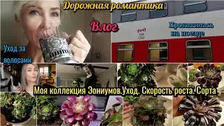 Прокатилась в двухэтажном поезде. Эониумы. Уход, скорость роста, сорта эониумов. Уход за волосами.